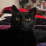 alert, animal, bed, bedroom, black_cat, black_fur, blanket, cat, close_up, cozy, dresser, fan, feline, furniture, golden_eyes, indoors, pet, portrait, sitting, whiskers