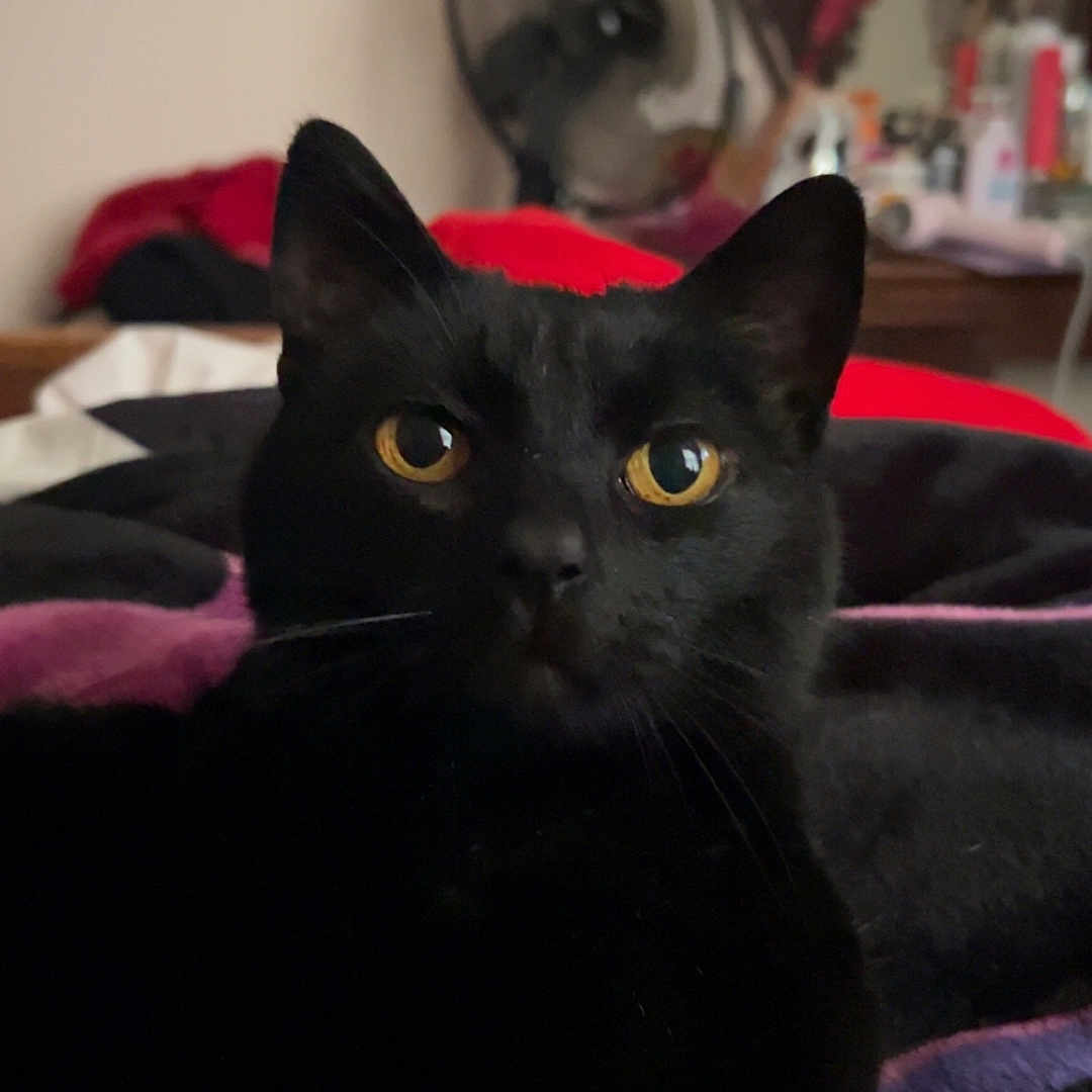 Kitty