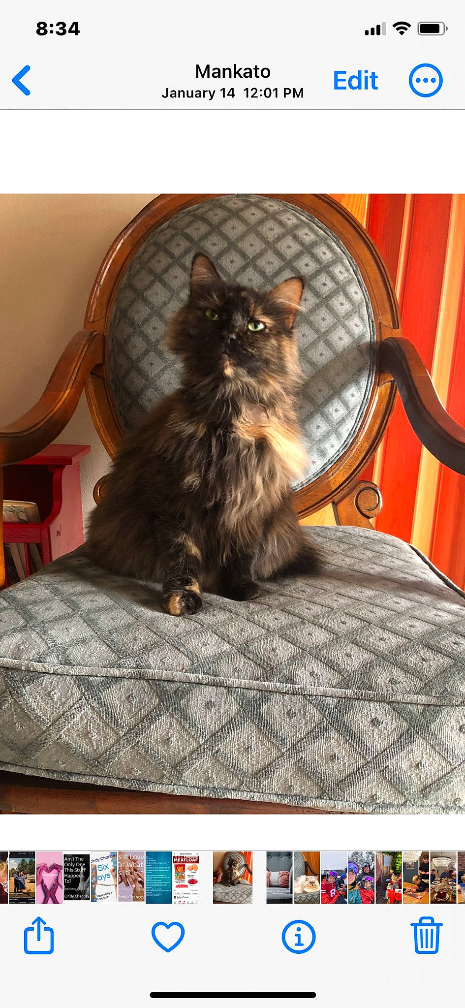 Abby joined the competition — help win amazing prizes! bedding, carnivore, cat, comfort, companion_dog, fawn, felidae, flooring, fur, lighting, linens, picture_frame, plant, rectangle, room, sitting, small_to_medium_sized_cats, tail, whiskers, wood