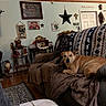 dogs, dog, pets, animals, couch, blanket, living_room, indoors, home_decor, holiday_decorations, christmas, wall_art, furniture, wood_floor, rug, door, sitting, lying_down, portrait, cozy