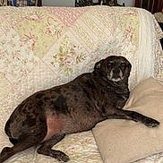 Tori joined the competition — help win amazing prizes! brindle, clock, comfortable, couch, dog, floral_pattern, home_decor, indoor, living_room, patchwork, pet, photo_frames, pillow, quilt, relaxed, resting, vintage, window, wooden_furniture, wreath