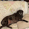 brindle, clock, comfortable, couch, dog, floral_pattern, home_decor, indoor, living_room, patchwork, pet, photo_frames, pillow, quilt, relaxed, resting, vintage, window, wooden_furniture, wreath