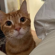 Flynn is registered to the contest to win money with this photo: animal, bed, blanket, cat, close_up, curious, cute, domestic_cat, eyes, feline, fur, head, indoor, looking, nose, orange_tabby, pet, portrait, soft, whiskers