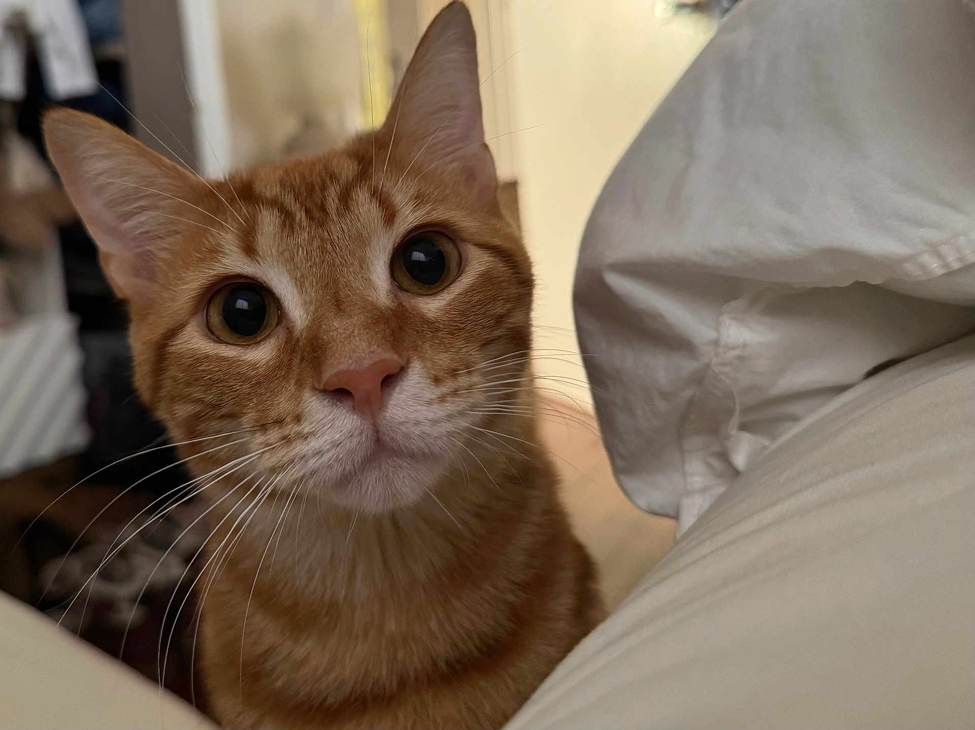 Flynn