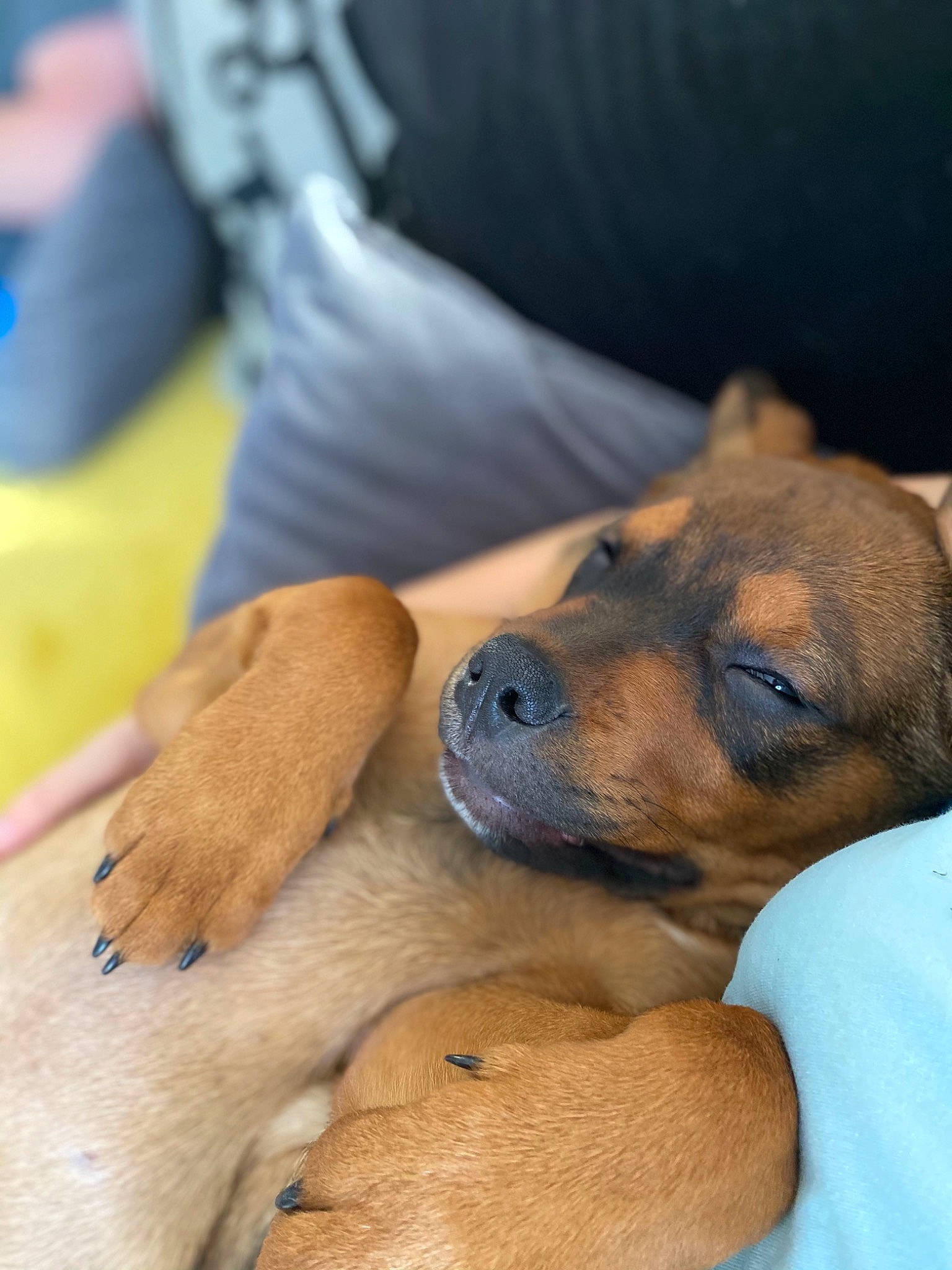 Maïko participe au concours pour gagner de l'argent avec cette photo : black_mouth_cur, canidae, carnivore, dog, dog_breed, fawn, mammal, paw, potcake_dog, puppy, puppy_love, snout, vertebrate