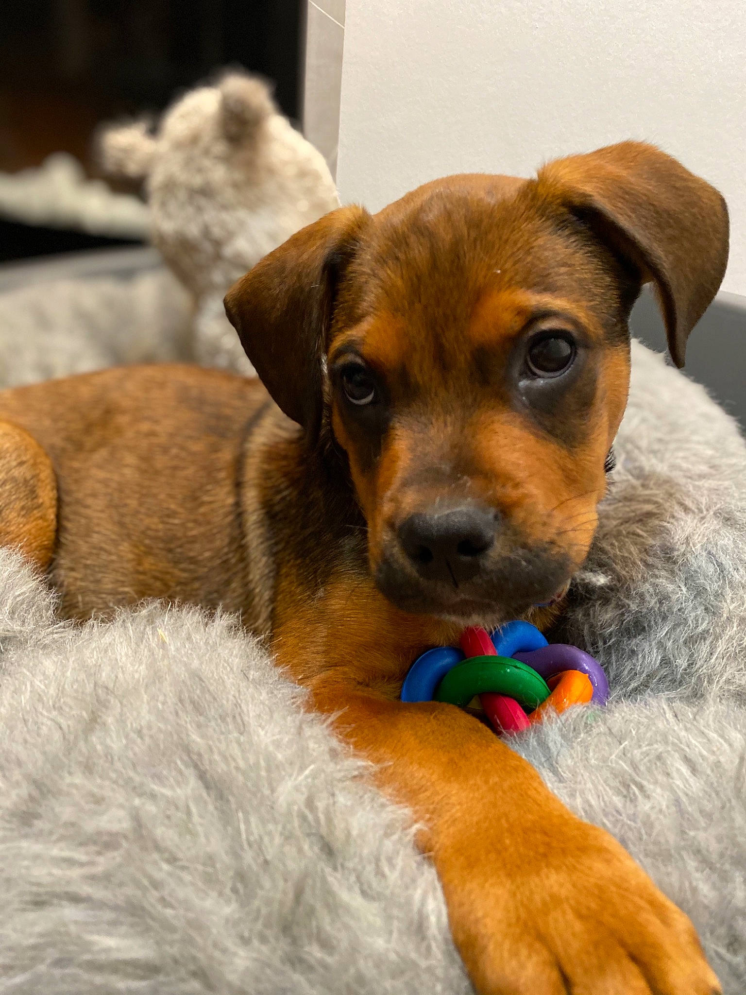 Maïko participe au concours pour gagner de l'argent avec cette photo : austrian_pinscher, black_and_tan_terrier, canidae, carnivore, companion_dog, dog, dog_breed, ear, fawn, german_pinscher, mammal, potcake_dog, puppy, puppy_love, rare_breed_dog, snout, vertebrate, whiskers