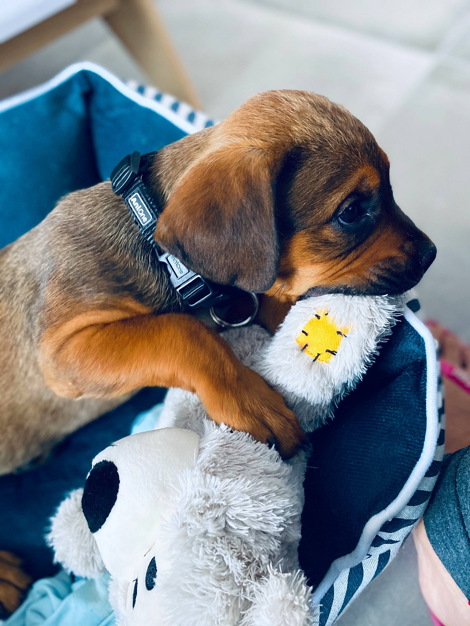 Maïko participe au concours pour gagner de l'argent avec cette photo : beagle, canidae, carnivore, companion_dog, dog, dog_breed, fawn, puppy, puppy_love, rare_breed_dog, snout