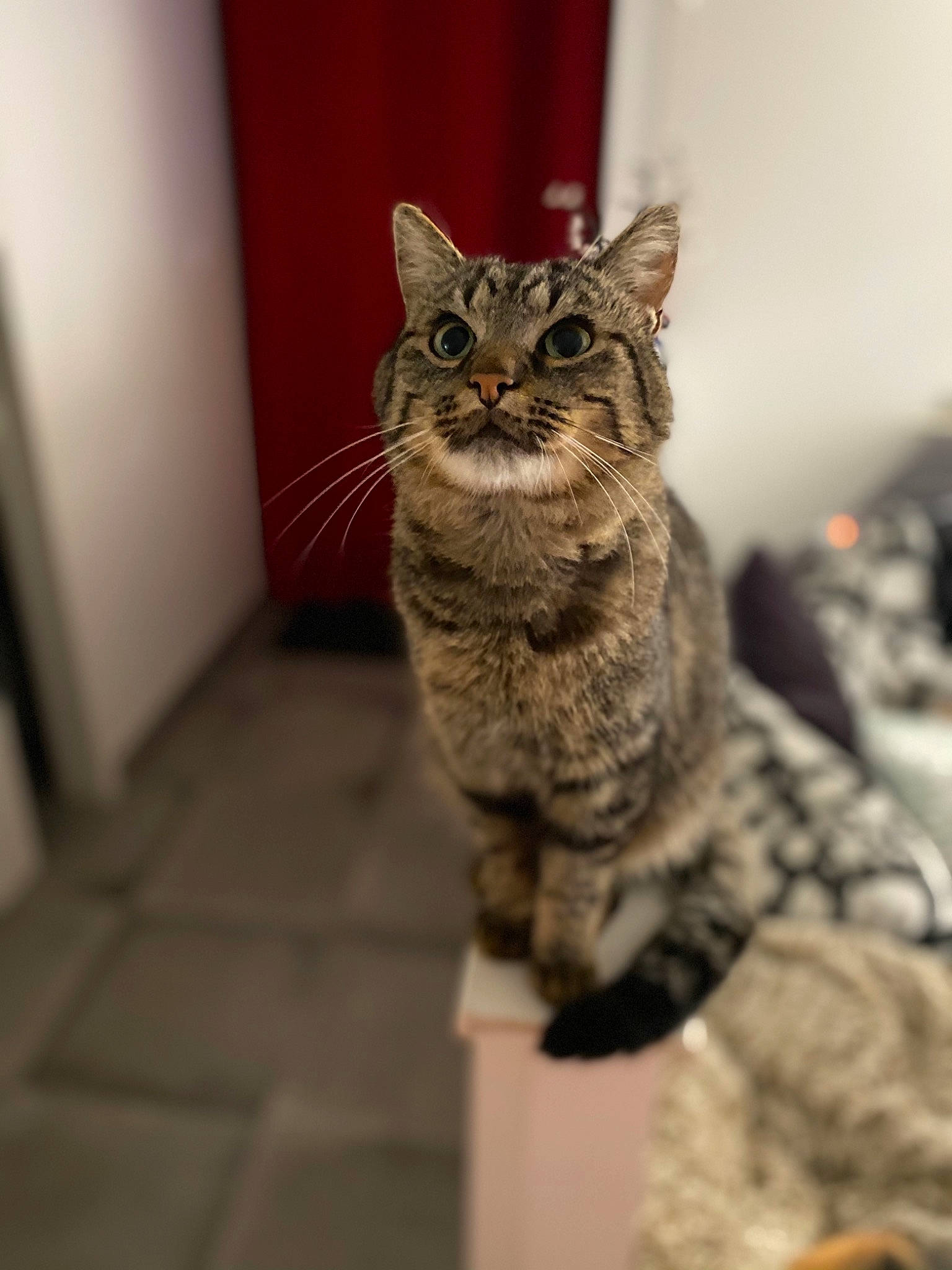 Plapla a rejoint le concours — aidez-le/la à gagner de superbes lots ! american_shorthair, asian, british_semi_longhair, california_spangled, carnivore, cat, domestic_short_haired_cat, dragon_li, european_shorthair, eye, felidae, fur, kitten, mammal, pixie_bob, small_to_medium_sized_cats, snout, tabby_cat, whiskers, wild_cat