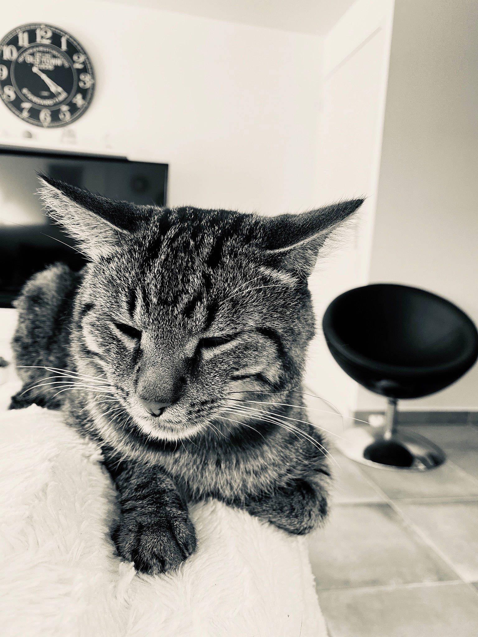 Plapla participe au concours pour gagner de l'argent avec cette photo : asian, black, black_and_white, carnivore, cat, domestic_short_haired_cat, ear, european_shorthair, eye, felidae, fur, kitten, monochrome, monochrome_photography, photography, small_to_medium_sized_cats, snout, style, tabby_cat, whiskers