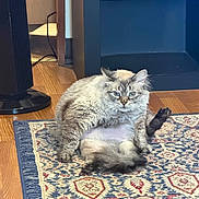 Jupiter is registered to the contest to win money with this photo: animal, blue_eyes, cat, curious, cute, domestic, fluffy, fur, furniture, home, indoor, living_room, looking_at_camera, mammal, patterned_rug, pet, relaxed, rug, sitting, wooden_floor