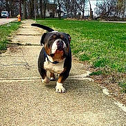Mr.stubbies is registered to the contest to win money with this photo: animal, background, bulldog, canine, collar, daytime, dog, grass, greenery, nature, outdoor, park, pavement, pet, sidewalk, street, suburban, tail, trees, walking