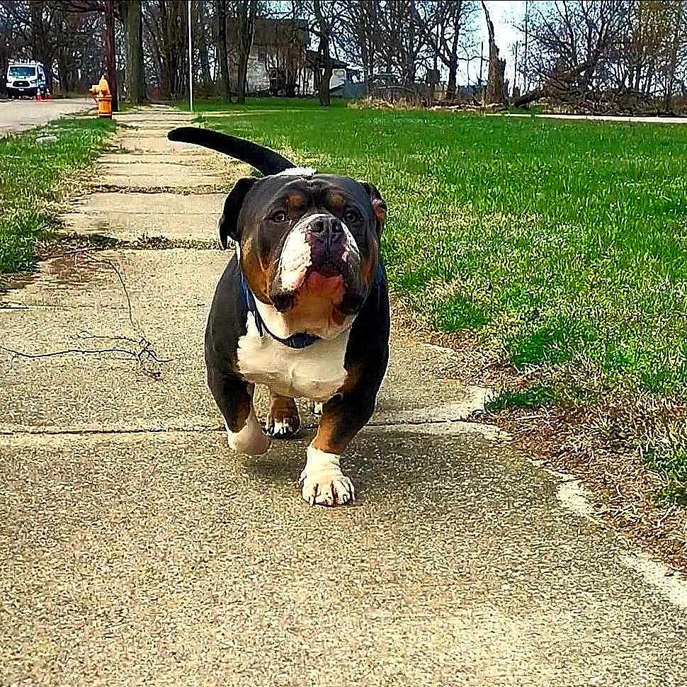Mr.stubbies is registered to the contest to win money with this photo: animal, background, bulldog, canine, collar, daytime, dog, grass, greenery, nature, outdoor, park, pavement, pet, sidewalk, street, suburban, tail, trees, walking