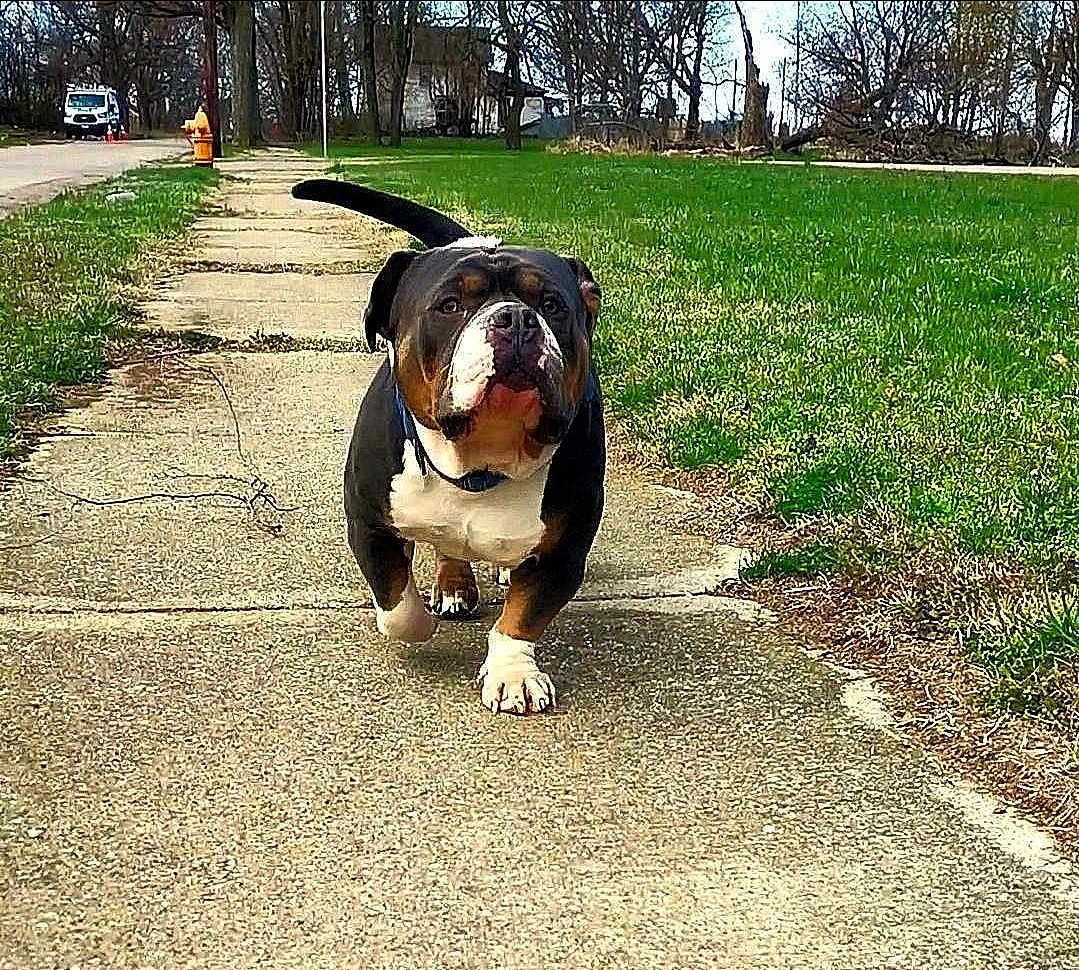 Mr.stubbies is registered to the contest to win money with this photo: animal, background, bulldog, canine, collar, daytime, dog, grass, greenery, nature, outdoor, park, pavement, pet, sidewalk, street, suburban, tail, trees, walking