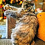 cat, fluffy, couch, armrest, relaxed, autumn, decorations, orange, plush, pillow, indoor, furniture, pet, feline, cozy, home, stretching, long_hair, tabby, portrait