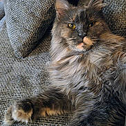 Sasha joined the competition — help win amazing prizes! cat, fluffy, gray, couch, pillow, pet, fur, relaxed, indoor, animal, whiskers, closeup, mammal, laying, golden_eyes, cozy, texture, feline, portrait, resting