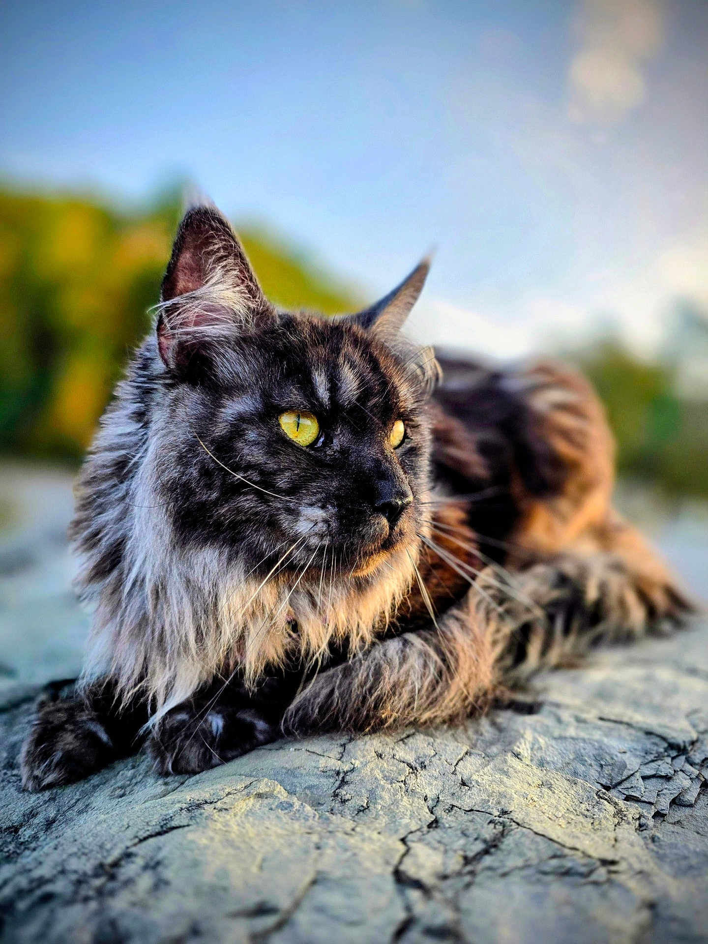 Muffy is registered to the contest to win money with this photo: cat, animal, fluffy, yellow_eyes, rock, outdoor, nature, fur, portrait, mammal, whiskers, relaxing, closeup, daylight, background_blur, wildlife, alert, cute, resting, fur_pattern