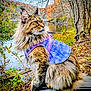 Sassy joined the competition — help win amazing prizes! cat, animal, pet, fur, fluffy, purple_clothing, outdoor, lake, water, autumn, fall_foliage, tree, leaves, nature, sitting, side_view, mammal, park, scenic, wildlife