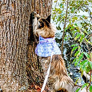 Sassy is registered to the contest to win money with this photo: cat, tree, outdoor, leash, dress, purple, nature, water, leaves, fur, scratching, moss, branches, animal, pet, playful, curious, wood, ground, autumn