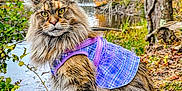 Sassy joined the competition — help win amazing prizes! cat, fluffy_cat, purple_vest, fall_foliage, autumn, lake, water, trees, outdoor, nature, animal, pet, portrait, sitting, fur, leaves, wood, scenic, calm, wildlife