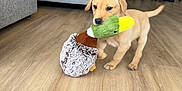 Arlo joined the competition — help win amazing prizes! animal, canine, couch, cute, dog, domestic_animal, floor, furniture, home, indoor, living_room, pet, pet_toy, playful, plush_toy, puppy, sofa, toy, wooden_floor, young_dog