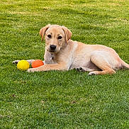 Arlo joined the competition — help win amazing prizes! animal, ball, canine, collar, cute, dog, fur, grass, greenery, laying_down, nature, orange_ball, outdoor, pet, play, puppy, relaxing, summer, yellow_ball, young