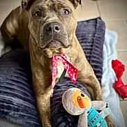 Darcko participe au concours pour gagner de l'argent avec cette photo : animal, bandana, blanket, brindle, comfort, cozy, cute, dog, ears, face, floor_tile, fur, home, indoor, looking_at_camera, paw, pet, plush_toy, resting, toy