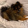 dog, pomeranian, fluffy, pet, bed, bedding, blanket, patterned, indoor, resting, cute, small_dog, fur, animal, cozy, domestic_animal, looking, head_tilt, comfortable, cute_pet