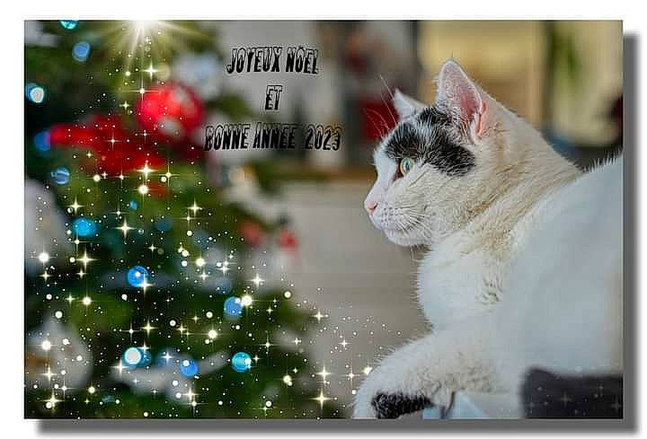 Bianca a rejoint le concours — aidez-le/la à gagner de superbes lots ! art, carnivore, cat, christmas_tree, conifer, domestic_short_haired_cat, event, evergreen, felidae, font, fur, happy, holiday, ornament, plant, rectangle, small_to_medium_sized_cats, tree, whiskers, window