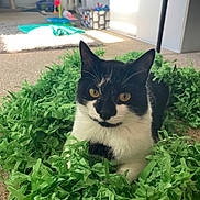 Niko is registered to the contest to win money with this photo: amber_eyes, animal, background_blur, black_and_white_cat, carpet, cat, closeup, cozy, curious, domestic_cat, feline, green_paper, household, indoor, laying_down, pet, relaxed, sunlight, toy, whiskers