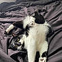 Niko is registered to the contest to win money with this photo: animal, bed, black_and_white, blanket, cat, cozy, cute, domestic, feline, fur, indoor, lying_down, mammal, paw, pet, relaxed, resting, soft, whiskers, yellow_eyes