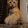Kika joined the competition — help win amazing prizes! kitten, cat, orange_tabby, paw, whiskers, indoor, carpet, close_up, curious, playful, feline, pet, young, cute, animal, fur, portrait, looking_at_camera, home, soft