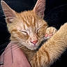 Kika is registered to the contest to win money with this photo: kitten, cat, ginger_cat, sleeping, paw, whiskers, pink_nose, hand, ring, pet, cute, feline, closeup, resting, domestic_cat, fur, animal, adorable, relaxation, soft