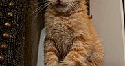 Kika is registered to the contest to win money with this photo: kitten, cat, orange_tabby, pet, animal, feline, carpet, indoor, close_up, cute, whiskers, ears, paw, curious, sitting, fur, home, furniture, decor, soft_lighting