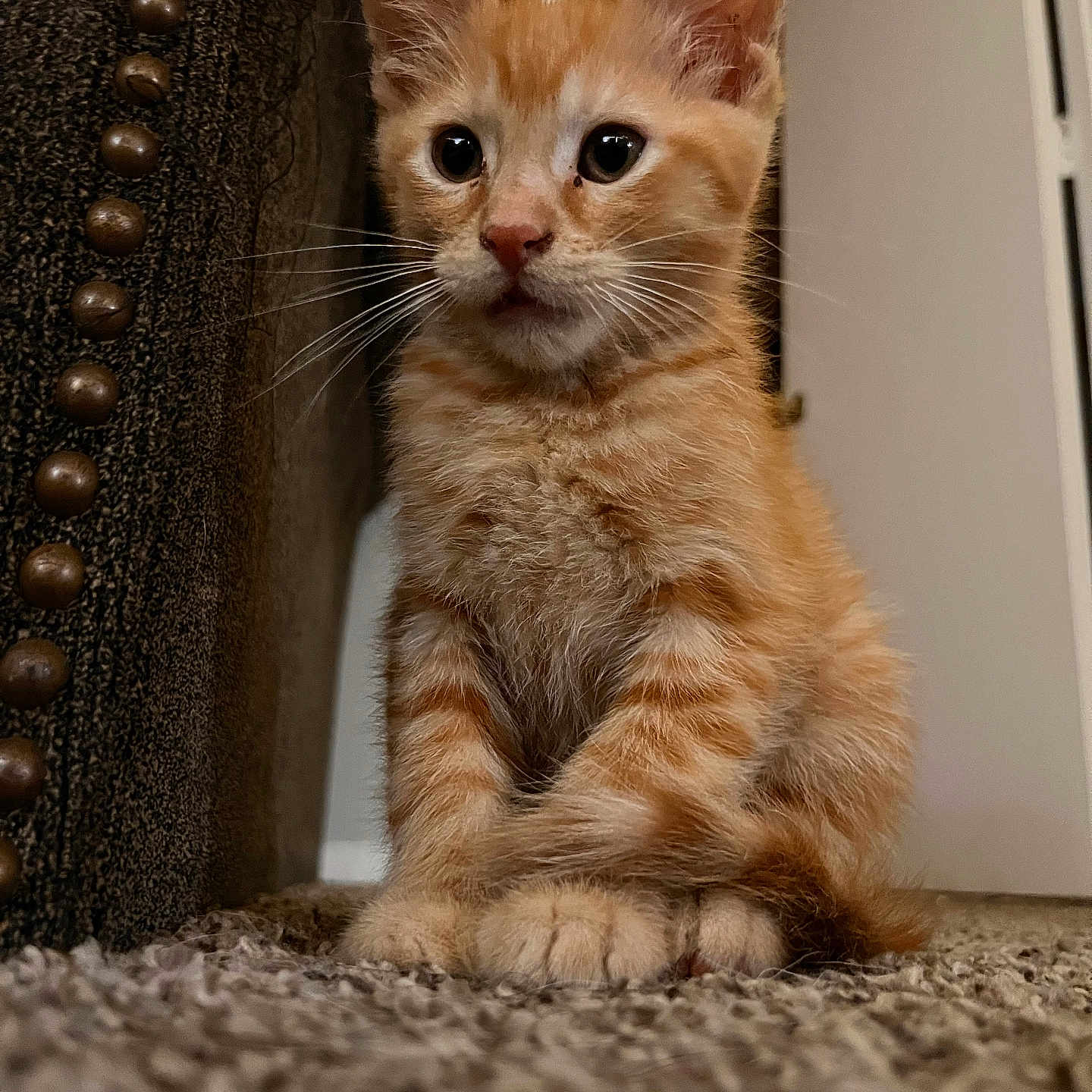 Kika is registered to the contest to win money with this photo: kitten, cat, orange_tabby, pet, animal, feline, carpet, indoor, close_up, cute, whiskers, ears, paw, curious, sitting, fur, home, furniture, decor, soft_lighting
