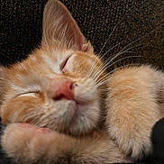 Kika is registered to the contest to win money with this photo: kitten, cat, sleeping, close_up, orange_tabby, whiskers, fur, pet, animal, cute, nap, resting, paw, soft, domestic_cat, adorable, feline, young, cozy, relaxed