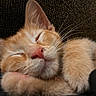 kitten, cat, sleeping, close_up, orange_tabby, whiskers, fur, pet, animal, cute, nap, resting, paw, soft, domestic_cat, adorable, feline, young, cozy, relaxed