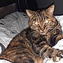 Isis participe au concours pour gagner de l'argent avec cette photo : cat, tabby, pet, animal, indoor, blanket, stretching, claws, fur, whiskers, bedroom, night, flash, closeup, relaxing, cute, feline, comfort, domestic_cat, resting