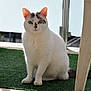 Isis participe au concours pour gagner de l'argent avec cette photo : cat, white_cat, sitting, outdoor, green_carpet, plastic_chair, animal, pet, feline, fur, tail, ears, whiskers, alert, daylight, balcony, home, domestic_cat, cute, looking