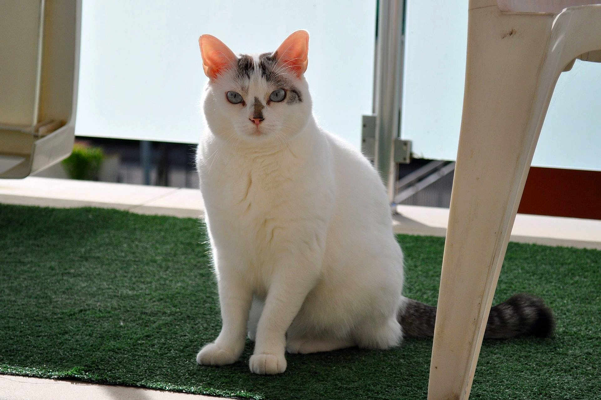 Isis participe au concours pour gagner de l'argent avec cette photo : cat, white_cat, sitting, outdoor, green_carpet, plastic_chair, animal, pet, feline, fur, tail, ears, whiskers, alert, daylight, balcony, home, domestic_cat, cute, looking