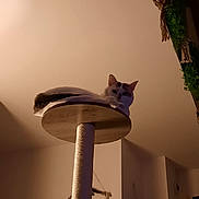 Laya participe au concours pour gagner de l'argent avec cette photo : animal, cat, cat_tree, comfortable, cozy, curious, domestic, furniture, home, indoor, perched, pet, plant, quiet, relaxed, room, shadow, soft_lighting, vertical, wall_decoration