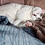 Laya participe au concours pour gagner de l'argent avec cette photo : blanket, blue_blanket, brown_blanket, cat, comfort, cozy, feline, fur, grey_spots, home, indoor, paw, pet, pink_paw_pads, quiet, relaxation, resting, sleeping, soft_texture, white_cat
