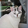 cat, white_cat, blue_eyes, indoor, glass_door, window, pet, animal, feline, whiskers, sitting, curious, close_up, portrait, domestic_cat, fur, looking, ears, face, calm