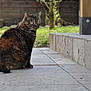 animal, backyard, calm, cat, daylight, fence, fur, garden, grass, looking, mammal, nature, outdoor, pet, quiet, side_view, sitting, stone_patio, tortoiseshell_cat, whiskers