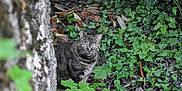 Isis a rejoint le concours — aidez-le/la à gagner de superbes lots ! cat, tabby_cat, tree_trunk, green_leaves, foliage, forest_floor, wildlife, outdoor, nature, animal, mammal, curious, whiskers, eyes, plant, bark, camouflage, ground_cover, leaf_litter, daylight