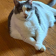 Thimbles joined the competition — help win amazing prizes! animal, calm, cat, close_up, domestic, ears, feline, flooring, front_paws, fur, gray_and_white, indoor, looking_at_camera, lying_down, pet, relaxed, soft_light, tail, whiskers, wooden_floor