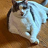 animal, calm, cat, close_up, domestic, ears, feline, flooring, front_paws, fur, gray_and_white, indoor, looking_at_camera, lying_down, pet, relaxed, soft_light, tail, whiskers, wooden_floor