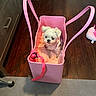 Kara joined the competition — help win amazing prizes! puppy, dog, pink_bag, blanket, wooden_floor, indoor, pet, small_dog, cute, leash, plush_toy, floor, cozy, animal, pet_accessory, home, leopard_print, curious, seated, soft