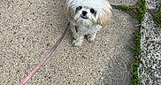 Kara joined the competition — help win amazing prizes! dog, white_dog, small_dog, curly_fur, leash, sidewalk, concrete, outdoor, pet, cute, animal, walking, pavement, curb, greenery, fur, looking_up, companion, daylight, canine