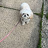 dog, white_dog, small_dog, curly_fur, leash, sidewalk, concrete, outdoor, pet, cute, animal, walking, pavement, curb, greenery, fur, looking_up, companion, daylight, canine