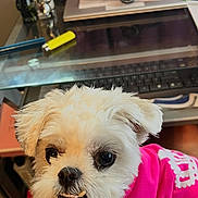 Kara is registered to the contest to win money with this photo: dog, white_dog, pet, cute, hoodie, pink_clothing, indoor, desk, keyboard, figurines, computer_accessory, person, lap, smiling_dog, fur, toy, office, technology, table, casual